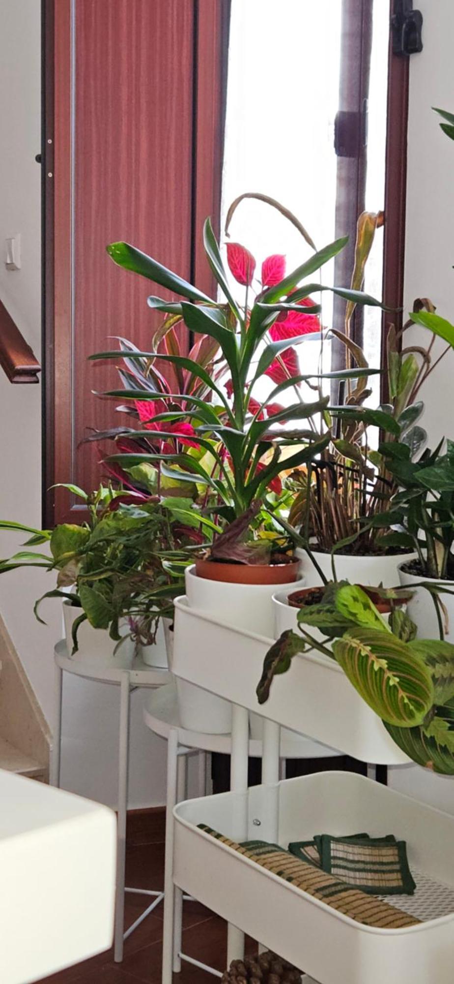 Apartamentos Los Descalzos Angel With Private Terrace Free Parking Ronda Eksteriør bilde